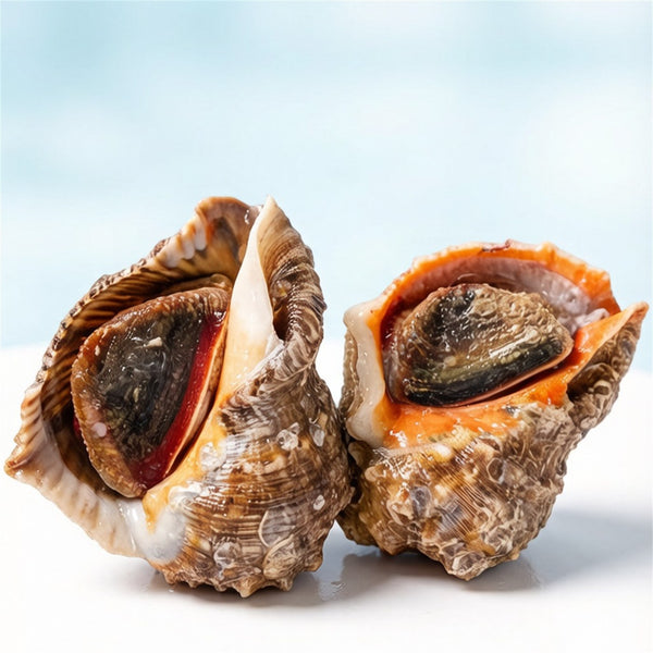 Giant Sea Conch, Wild-Caught